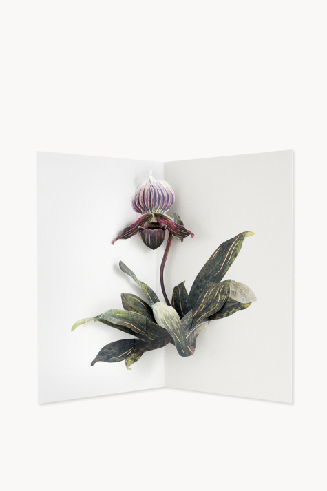 Card, Lady Slipper Orchid