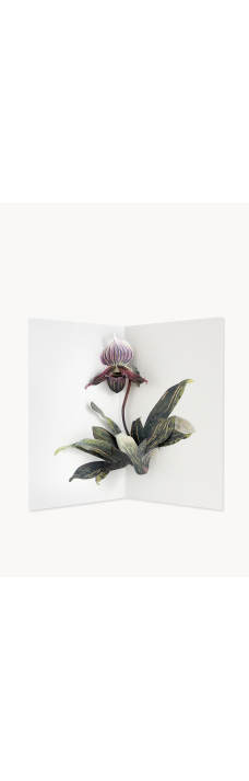 Card, Lady Slipper Orchid