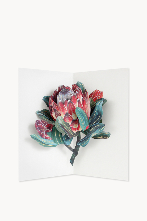 Card, Protea