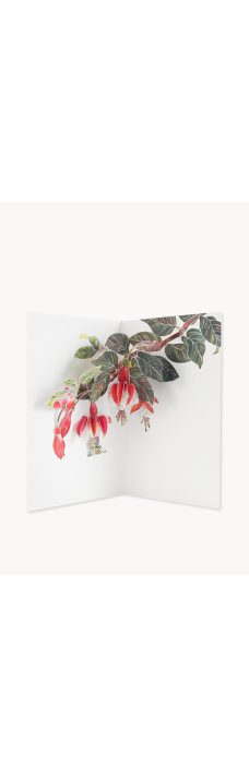 Card, Fuchsia